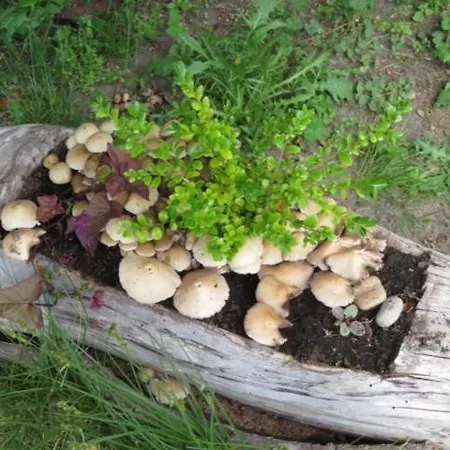 Apartament Blota Kral